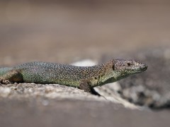 BA122751_v1